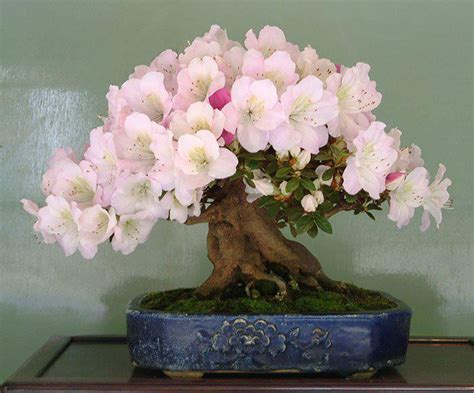 quick easy azaleas  bloom bonsai bark