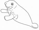 Manatee sketch template