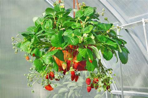 grow strawberries harvest  table