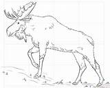 Moose Supercoloring sketch template