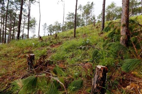 lâm Đồng Điều tra vụ phá rừng thông để chiếm đất Điều tra