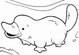 Platypus Coloring Pages Print sketch template