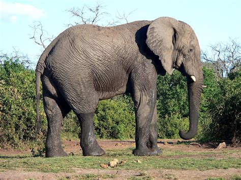 grappige afbeeldingen afbeeldingen dieren afrikaanse olifant