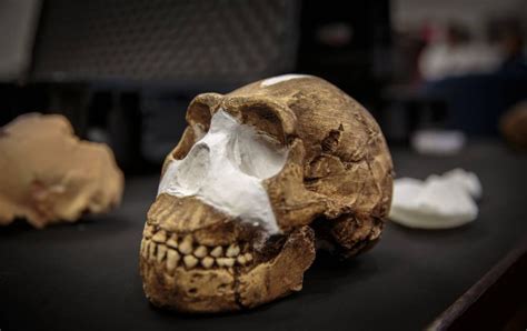 Homo Naledi Is A New Species Of Human Discovered In
