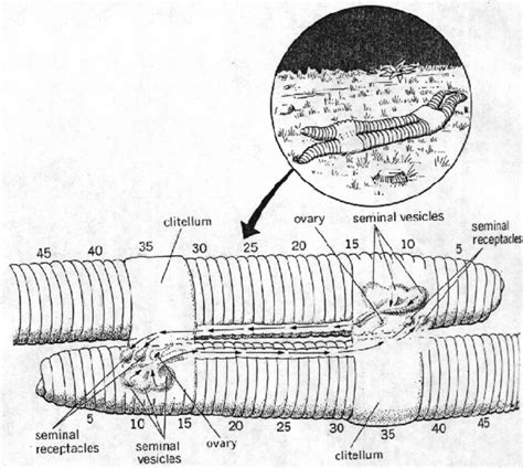 earthworms and reproduction hubpages