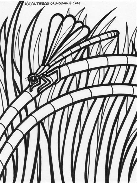 tropical rainforest coloring page