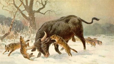 beasts   auroch released  wild extinct animals prehistoric
