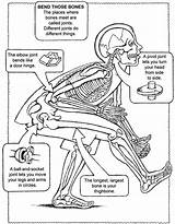 Coloring Human Pages Anatomy Body System Kids Nervous Joint Book Dover Publications Physiology Systems Science Doverpublications Joints Worksheets Printable Synovial sketch template