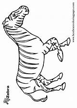 Coloring Pages Zebra Kids sketch template