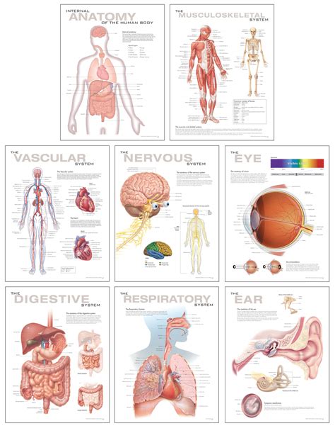 human anatomy chart set scientific publishing