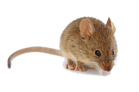 mouse png images transparent background png play