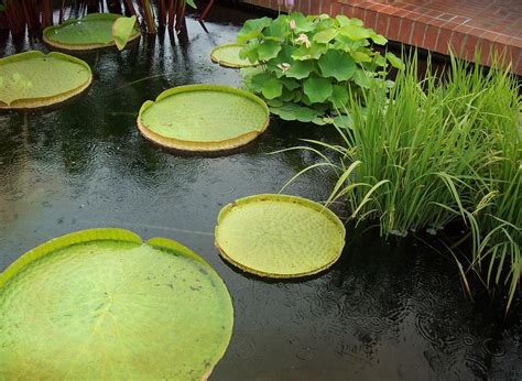 giant lily pads photograph by sue midlock