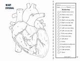 Respiratory Artery Coronary Workbook Teacherspayteachers Key sketch template