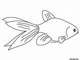 Goldfish Poisson Avril Gratuit 1ier Kanak Ikan Gambar Poissons Dessins Fois Imprimé Jecolorie sketch template