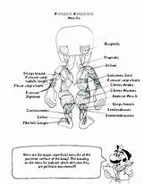 System Muscular Coloring Pages Anatomy Muscles Getcolorings Color Printable Getdrawings sketch template