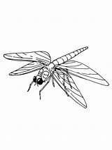 Dragonfly sketch template