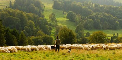 international orality network sheep listen   shepherd