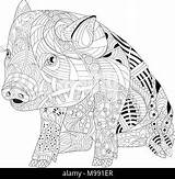 Zentangle Pig Coloring Book Stock Drawing Adult Other Alamy Doodle Domestic Piglet Animal Illustration Vectors Similar Decorations sketch template