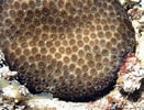 Afbeeldingsresultaten voor "stephanocoenia Michelinii". Grootte: 131 x 100. Bron: coralpedia.bio.warwick.ac.uk