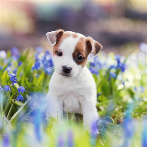 Jack Russell Wallpapers Top Free Jack Russell