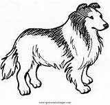 Lassie Collie Malvorlagen Colorare Malvorlage Ausmalbilder Ausmalen Adulti Terrier Cani Colorier Coloriage Gratismalvorlagen Sketchite sketch template