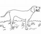 Coloring Coonhound Redbone Pages Dog Labrador Drawing Great Lab Dane Printable Coon Dogs Drawings Pyrenees Draw Color Supercoloring Weimaraner Clipart sketch template