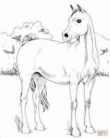 Arabian Cavallo Stampare Cavalli Paard Paarden Arabo Lineart Araber Kleurplaat Cavalo Tekeningen Friesian Kleurplaten Tekenen Silhouet Source sketch template