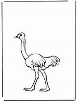 Coloring Ostrich Library Clipart Popular sketch template