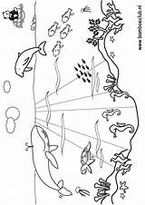 Vissen Dolfijn Kleurplaten Wnf Walrus Kleurplaat Titel Bestelcode sketch template