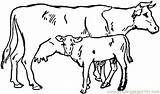 Coloring Pages Calf Cow Getcolorings sketch template