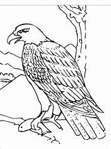 Vultur Hawk Colorat Aguila Vulturi Desene Clipart Birds Planse Halcon Eagles Calva Desenati Vuelo Vulturul Colouring Imagini sketch template