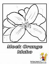 Idaho Mock Orange sketch template