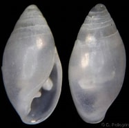 Afbeeldingsresultaten voor Auriculinella. Grootte: 187 x 185. Bron: www.gastropods.com