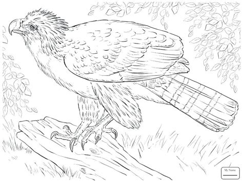 eagle feather coloring page  getdrawings