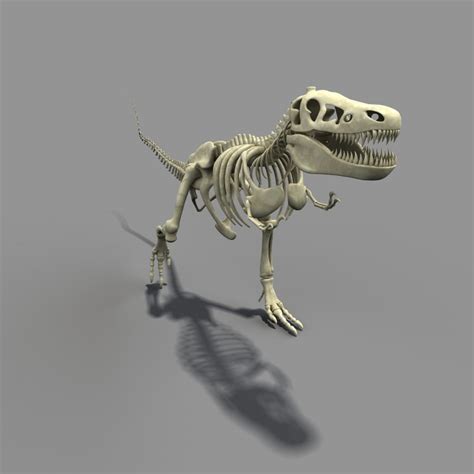 dinosour bones  dinosour bones  dinosaur skeleton  animals