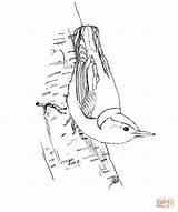 Nuthatch Breasted Coloring Red Designlooter sketch template