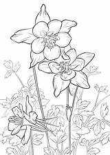 Columbine Coloring Flower Rocky Mountain Pages Drawing Printable Flowers Mountains Tattoo Adult Patterns Colouring Getdrawings Illustration Bible Books Prints Categories sketch template