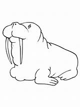 Walrus Coloring Pages Printable Kids Bestcoloringpagesforkids sketch template