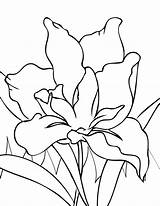 Iris Coloring Flower Pages Flowers Year Handipoints Drawings Printable Drawing Color Olds Line Paint Cool Colouring Old Spring Printables Primarygames sketch template