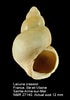Afbeeldingsresultaten voor "Lacuna Crassior". Grootte: 70 x 100. Bron: www.marinespecies.org