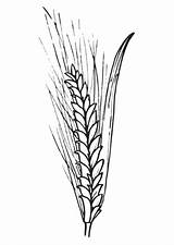 Getreide Weizen Ausmalen Malvorlage Ausdrucken sketch template