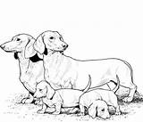 Razas Cachorros Perrosamigos Raza Cachorro Pug Bernardo Crias Onlinecursosgratuitos Siberiano Siberianos Dachshund Lata Vira sketch template