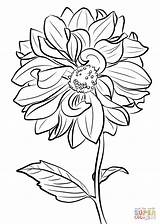 Dahlia Coloring Pages Drawing Marguerite Clark Getdrawings Line sketch template