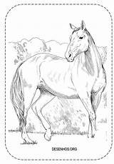 Colorir Cavalos Desenhos Realistas Cavalo Realista Mais Imprima sketch template