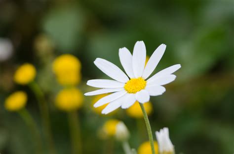 wallpaper daisy flower peakpx