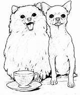 Kolorowanka Piesek Kolorowanki Chihuahua Pomeranian sketch template