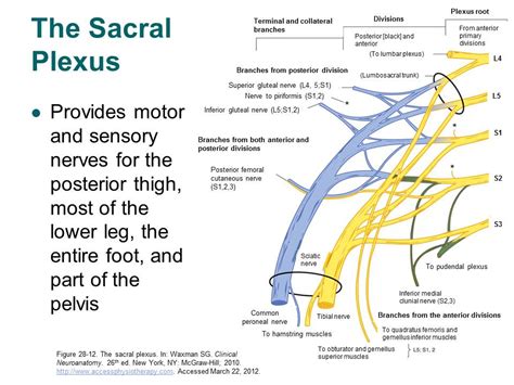 nerves pelvis sacral plexus ranzcrpart1 wiki fandom