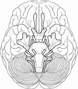 Cranial Nerves Coloring Brain Anatomy Pages Sheet System Nerve Diagram Drawing Human Worksheet Blank Color Educational Works Face Sheep Biologycorner sketch template