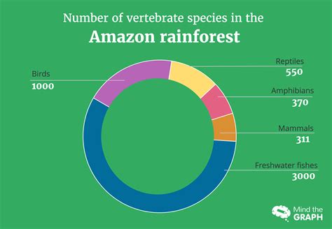 biodiversity   amazon rainforest  images