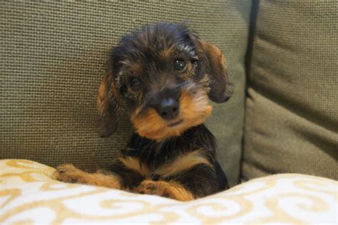 seven things you didn t know about the wire haired dachshund